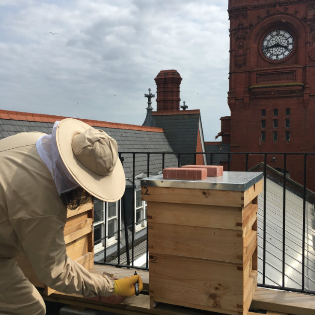 One of our volunteers monitoring the hives at the Pierhead