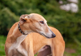 A tan greyhound standing outdoors, looking to the side with a calm expression against a blurred green background.