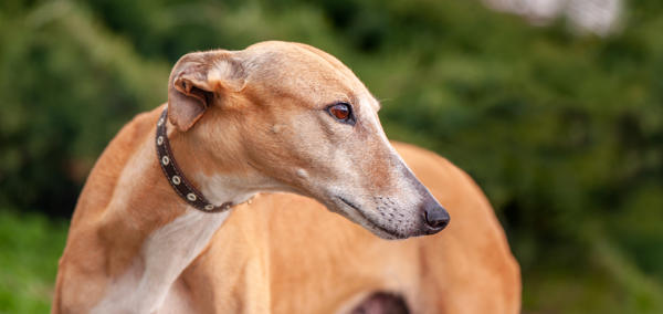 A tan greyhound standing outdoors, looking to the side with a calm expression against a blurred green background.