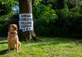 A dog sitting in front of a tree. The tree has a ‘Gorsaf Bleidleisio / Polling Station’ sign on it.