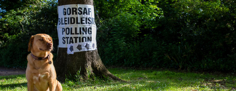 A dog sitting in front of a tree. The tree has a ‘Gorsaf Bleidleisio / Polling Station’ sign on it.
