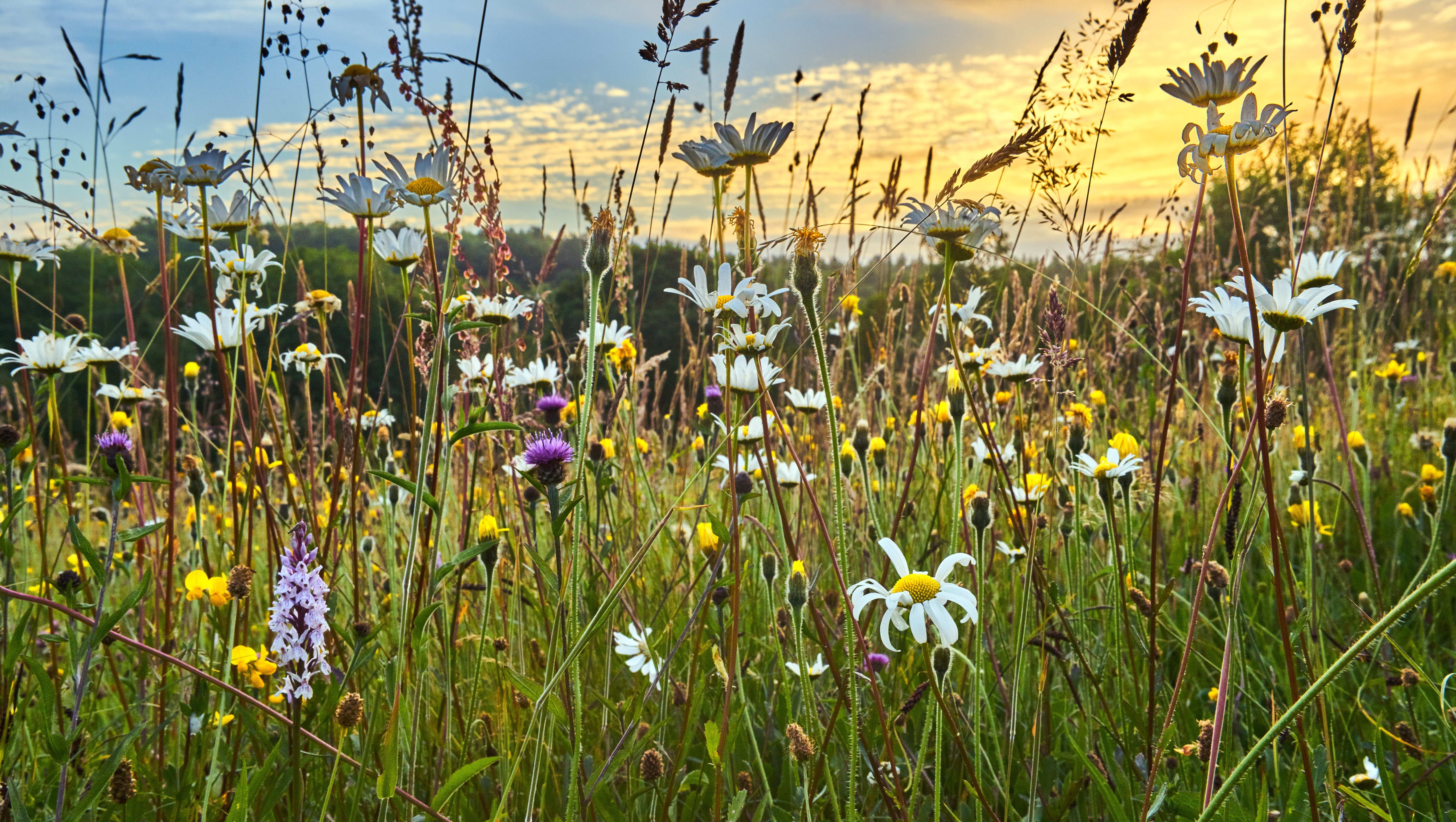 Photograph of a species-rich grassland
