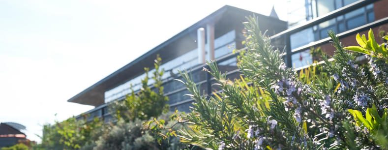 A garden on the Senedd estate