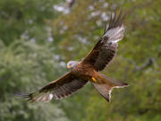 Banner image: A photograph of a red kite in flight against a background of trees.