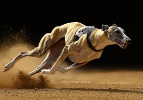 Photograph of a racing greyhound on sand track