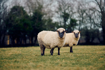 Two sheep standing in a grassy field.