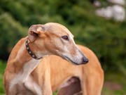 Image of a greyhound dog in motion racing on a track.