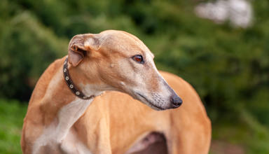 Image of a greyhound dog in motion racing on a track.