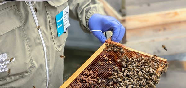A bee keeper tending to bees on the Pierhead roof.