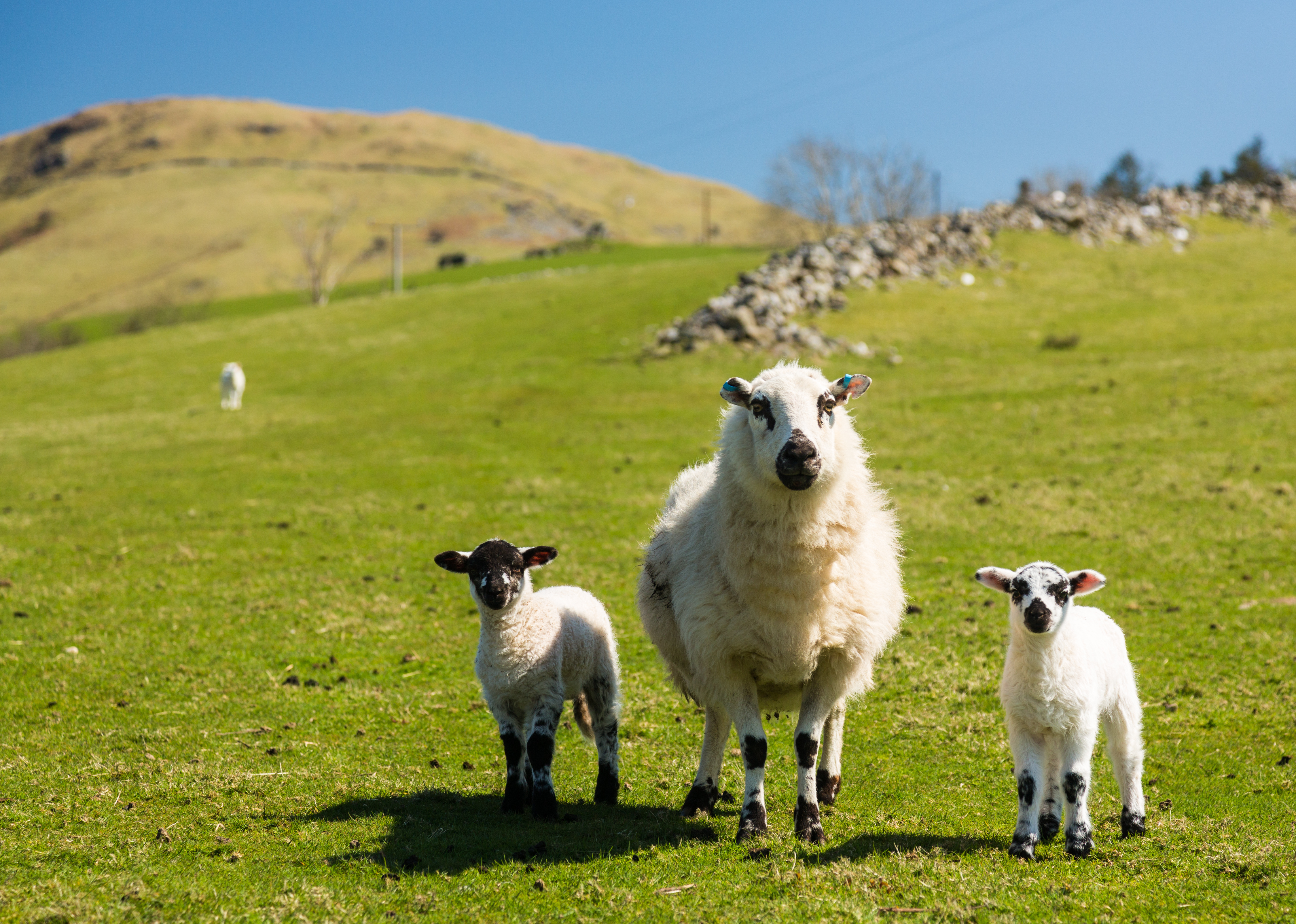 Field with a ewe and two lambs