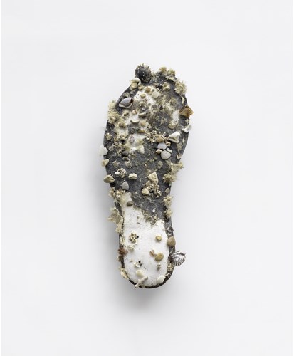 A photograph showing grey and white shellfish feeding on the sole of a discarded flip flop.