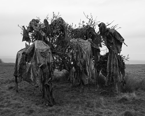 In this photo, the artist depicts a sculpture-like form he made from agricultural plastic sheeting found in a nearby field. The sheets hang ominously over the branches of a local blackthorn tree.