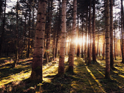 Sunlight streaming through tall pine trees in a dense forest, casting long shadows across a forest floor.