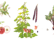 Botanical art drawings