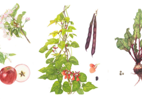 Botanical art drawings