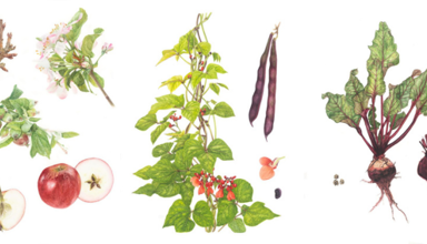 Botanical art drawings