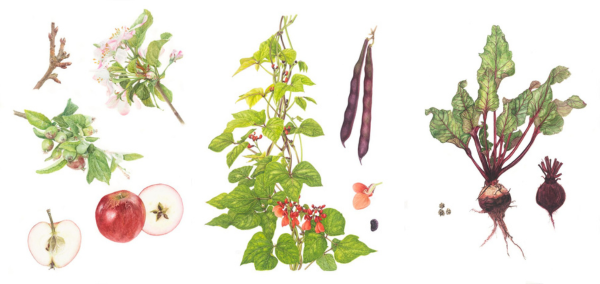 Botanical art drawings