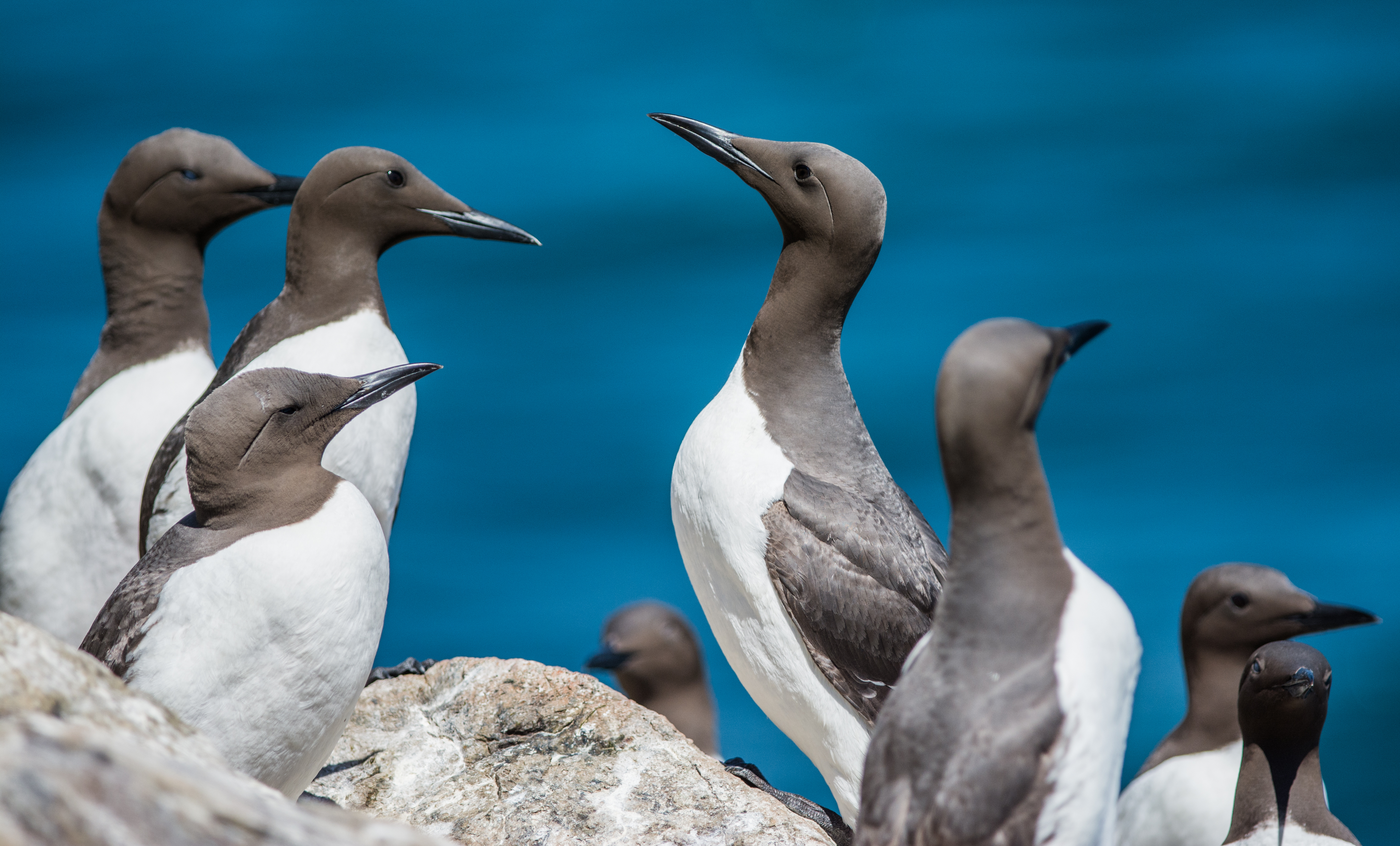 Photograph of guillemots