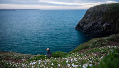 A landscape photograph of a puffin on a cliffside above the sea.