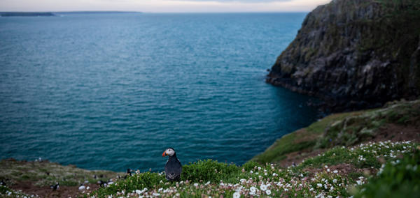 A landscape photograph of a puffin on a cliffside above the sea.
