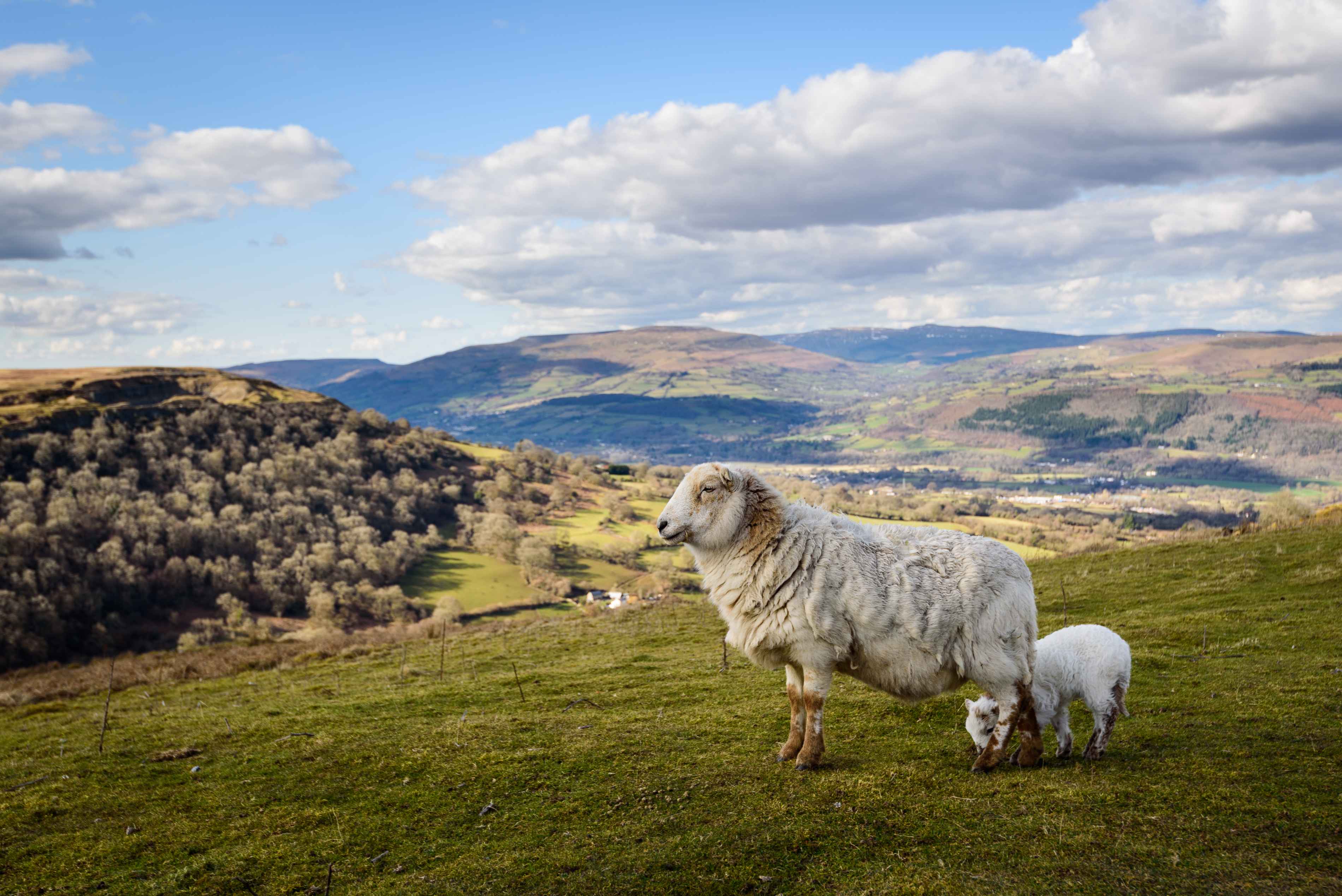 Welsh Mountain ewe and lamb in upland landscape