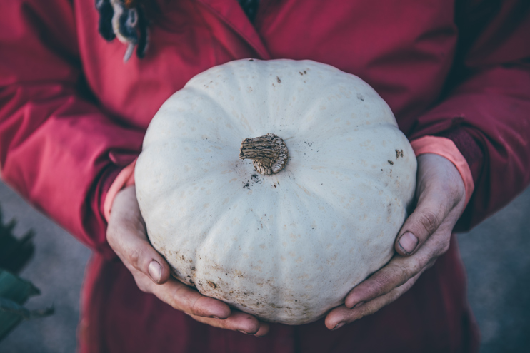 A large white pumpkin held in two hands.