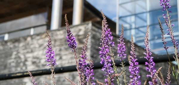Wild flowers and grasses growing at the side of the Senedd building. 