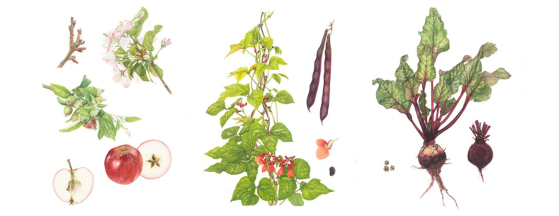 Botanical art drawings